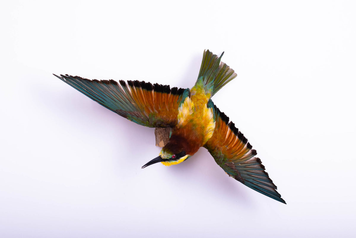 Bee-eater Taxidermy Open Wings Wall Mount