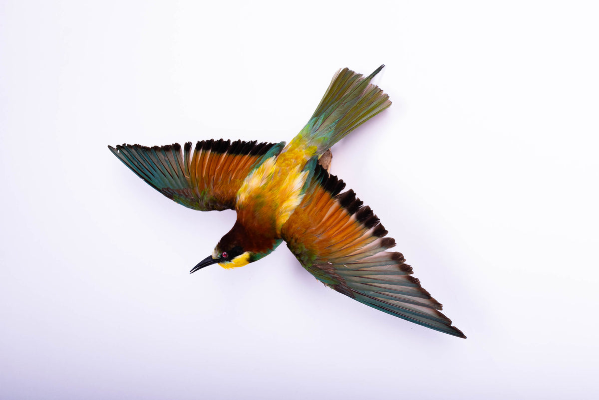 Bee-eater Taxidermy Open Wings Wall Mount