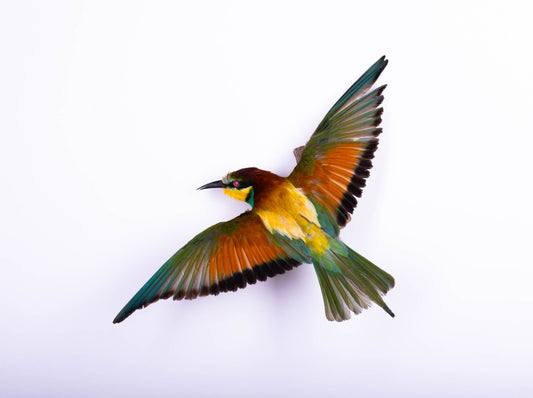 Bee-eater Taxidermy Wall Mount Open Wings