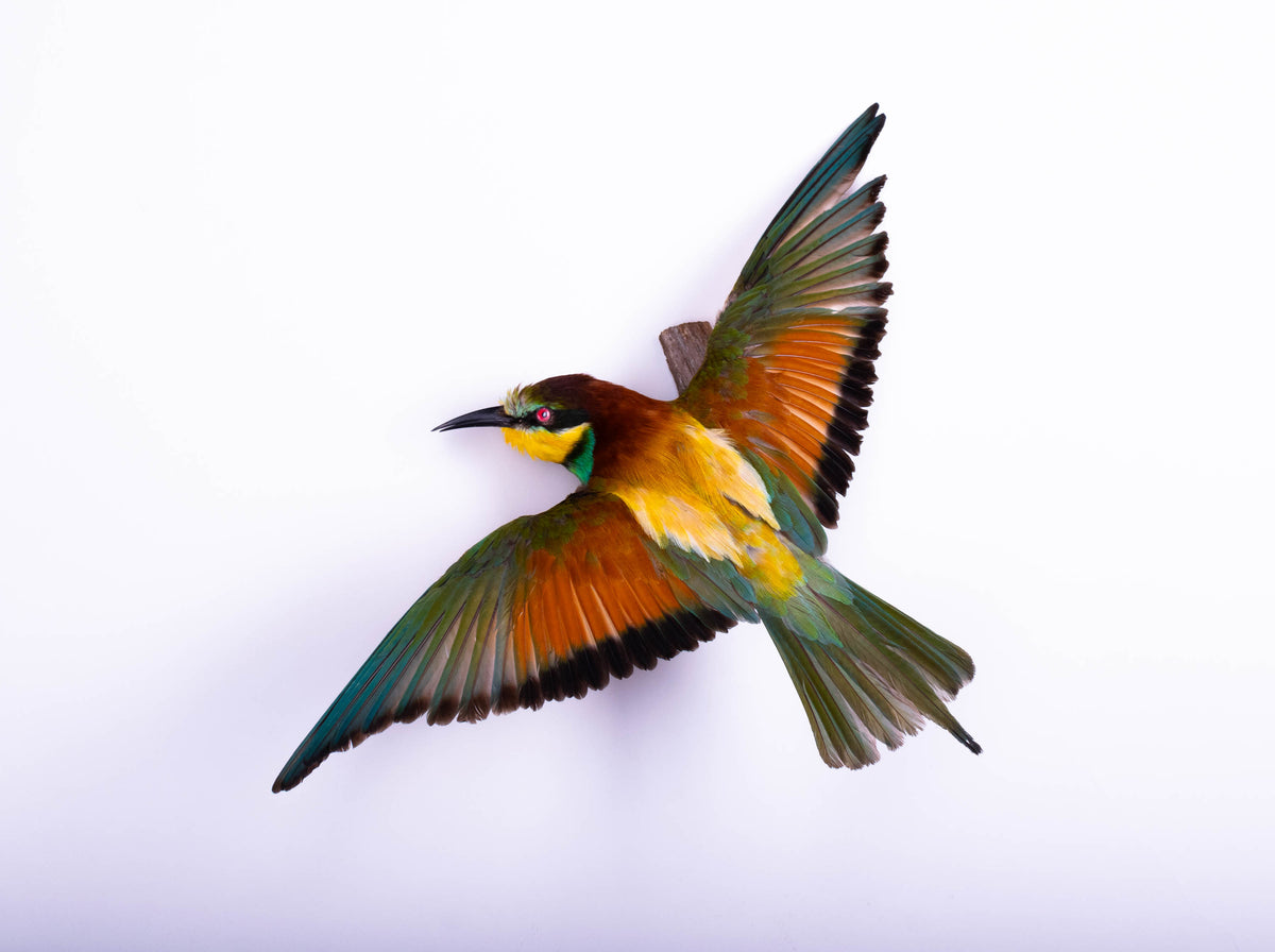 Bee-eater Taxidermy Wall Mount Open Wings