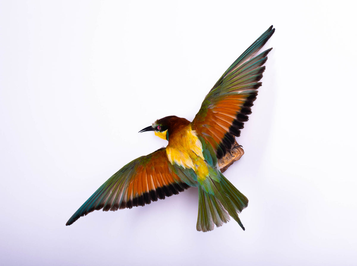Bee-eater Taxidermy Wall Mount Open Wings