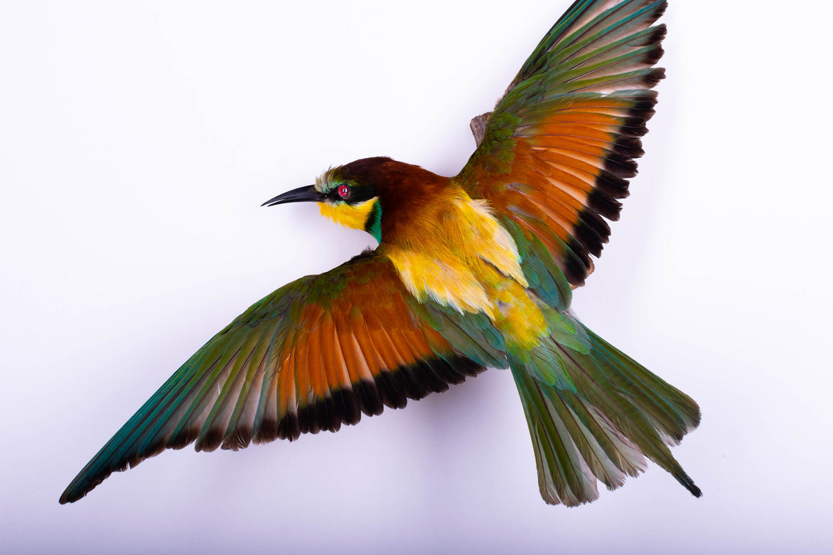 Bee-eater Taxidermy Wall Mount Open Wings