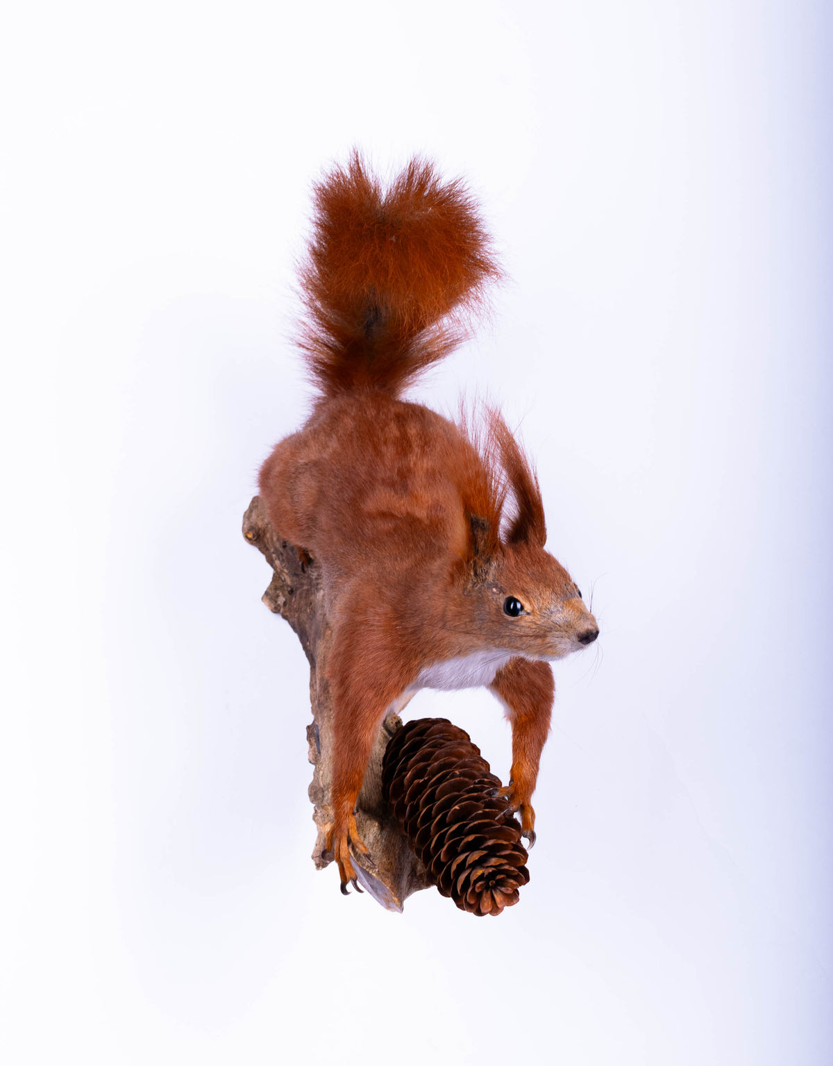 Taxidermie d'écureuil murale à vendre