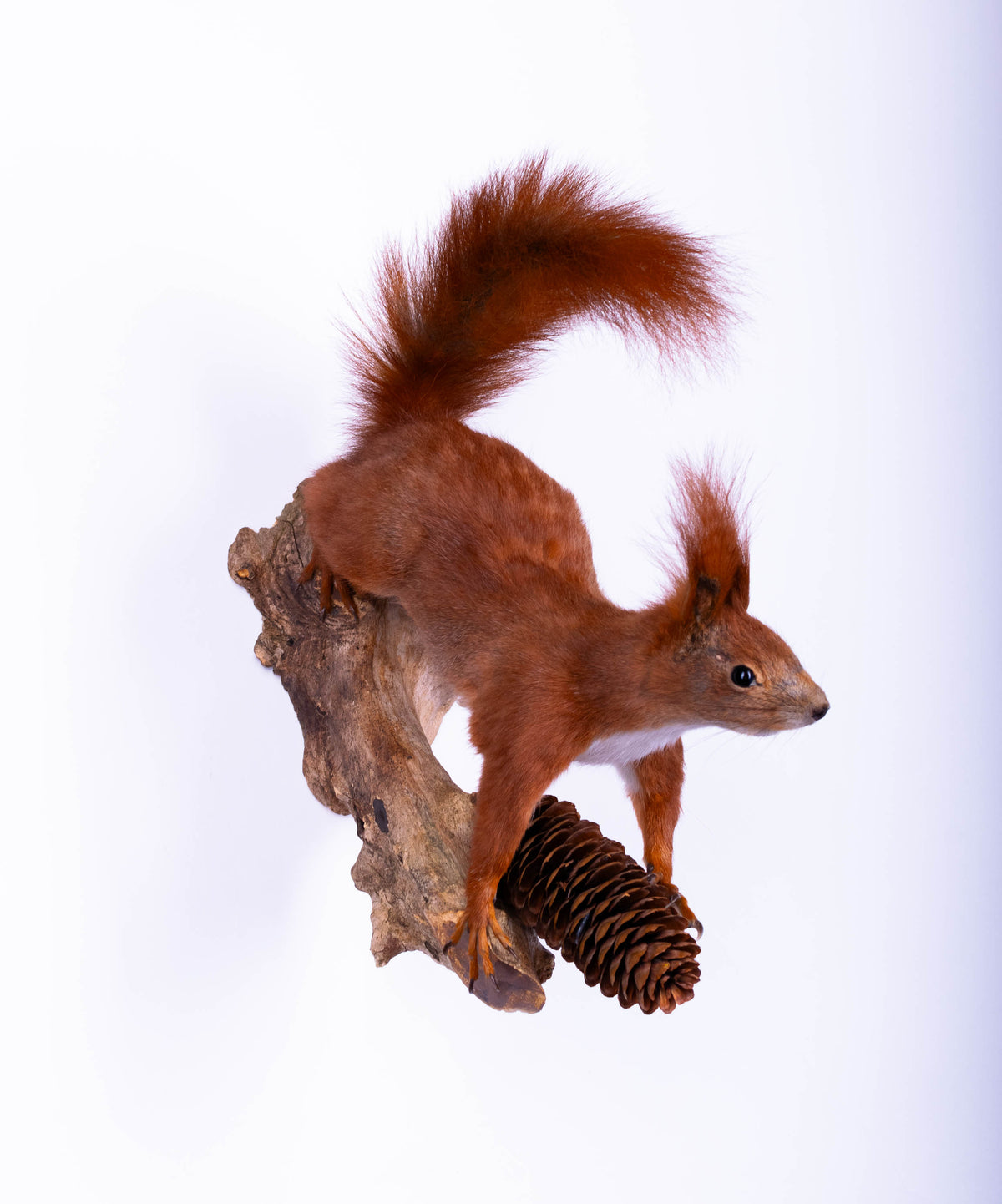 Taxidermie d'écureuil murale à vendre