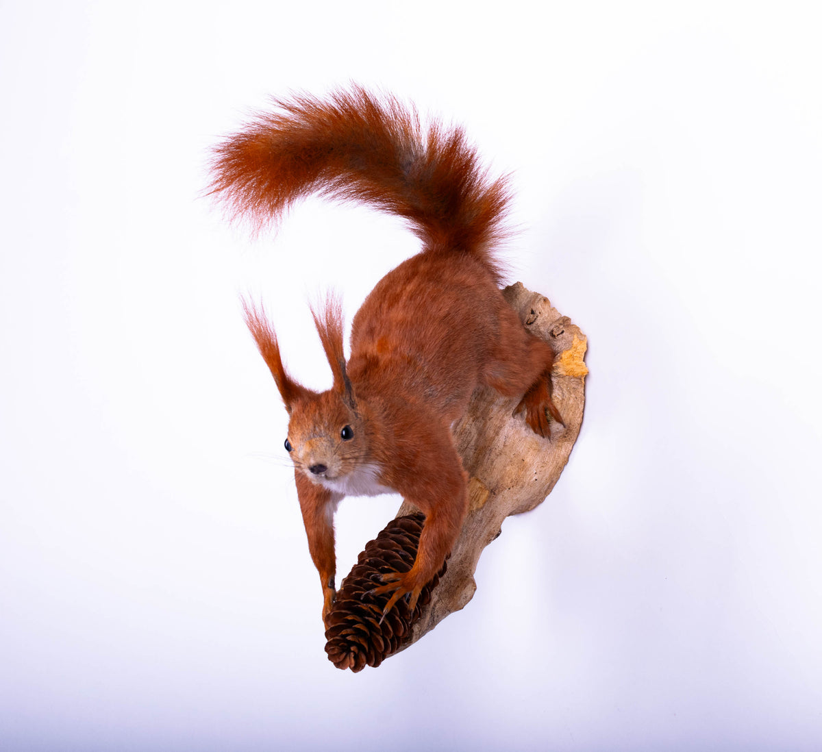 Taxidermie d'écureuil murale à vendre