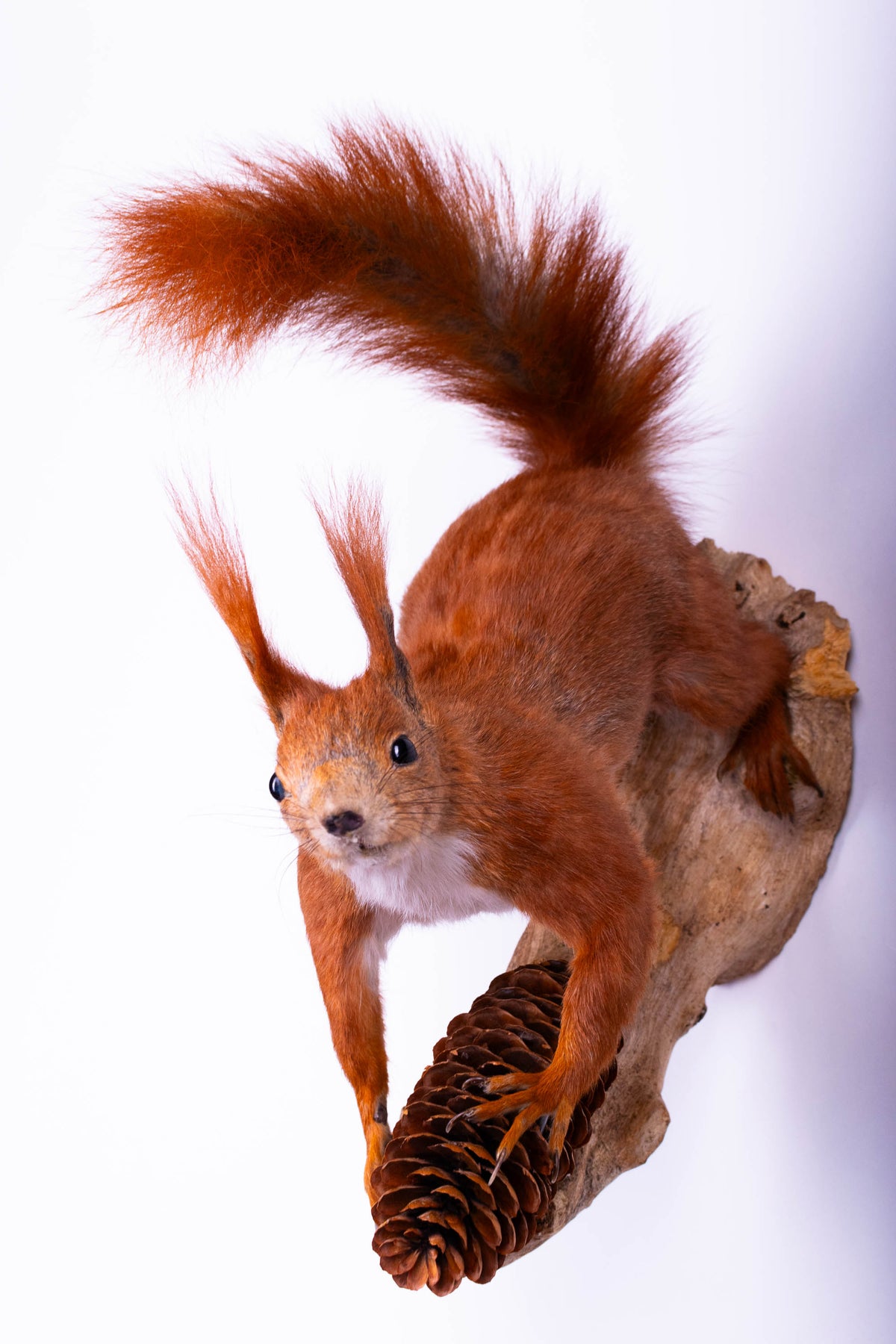 Taxidermie d'écureuil murale à vendre