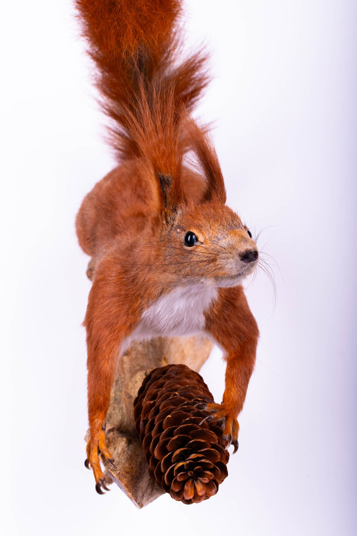 Taxidermie d'écureuil murale à vendre