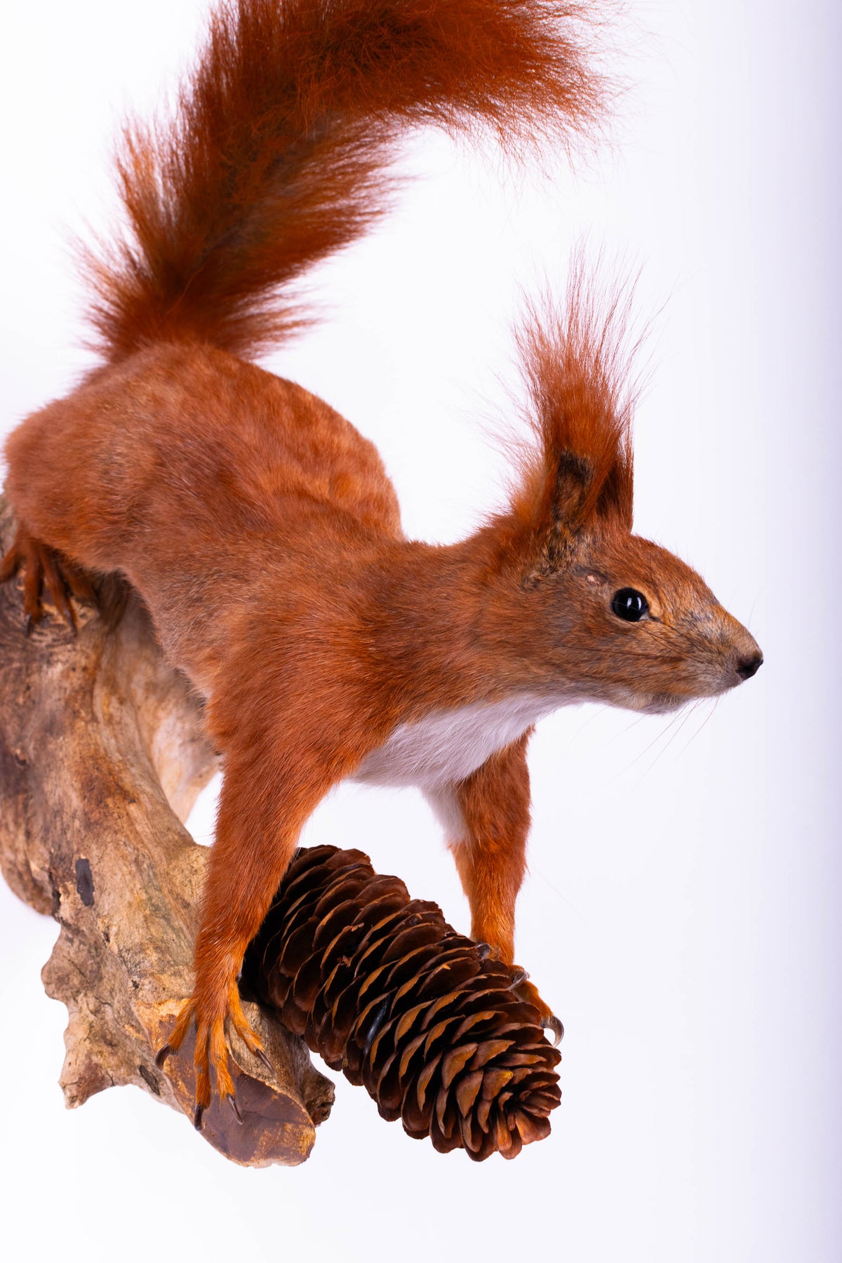 Taxidermie d'écureuil murale à vendre