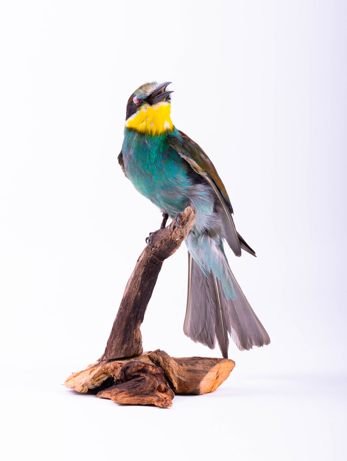 Bee-eater Taxidermy Standing Mount Colorful bird