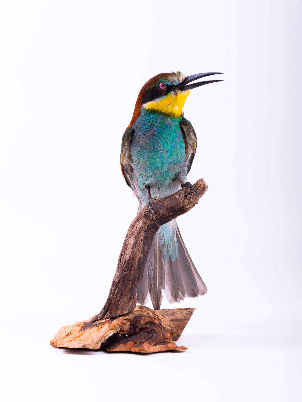 Bee-eater Taxidermy Standing Mount Colorful bird