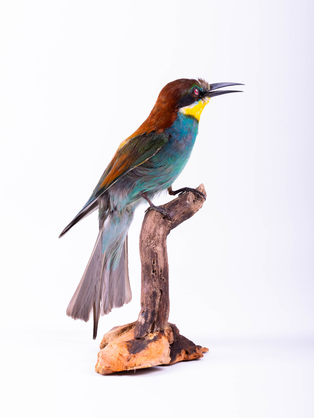 Bee-eater Taxidermy Standing Mount Colorful bird