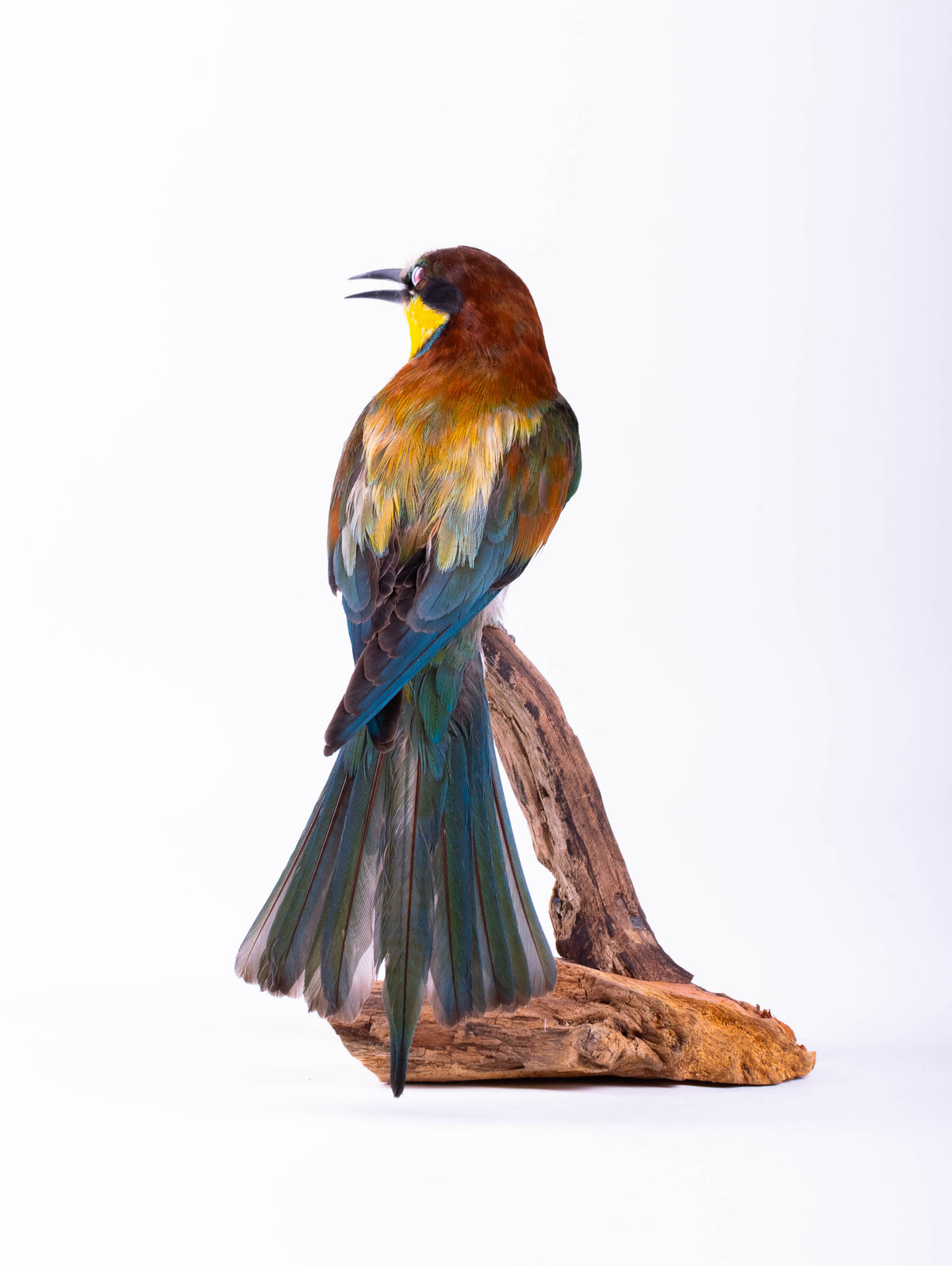 Bee-eater Taxidermy Standing Mount Colorful bird