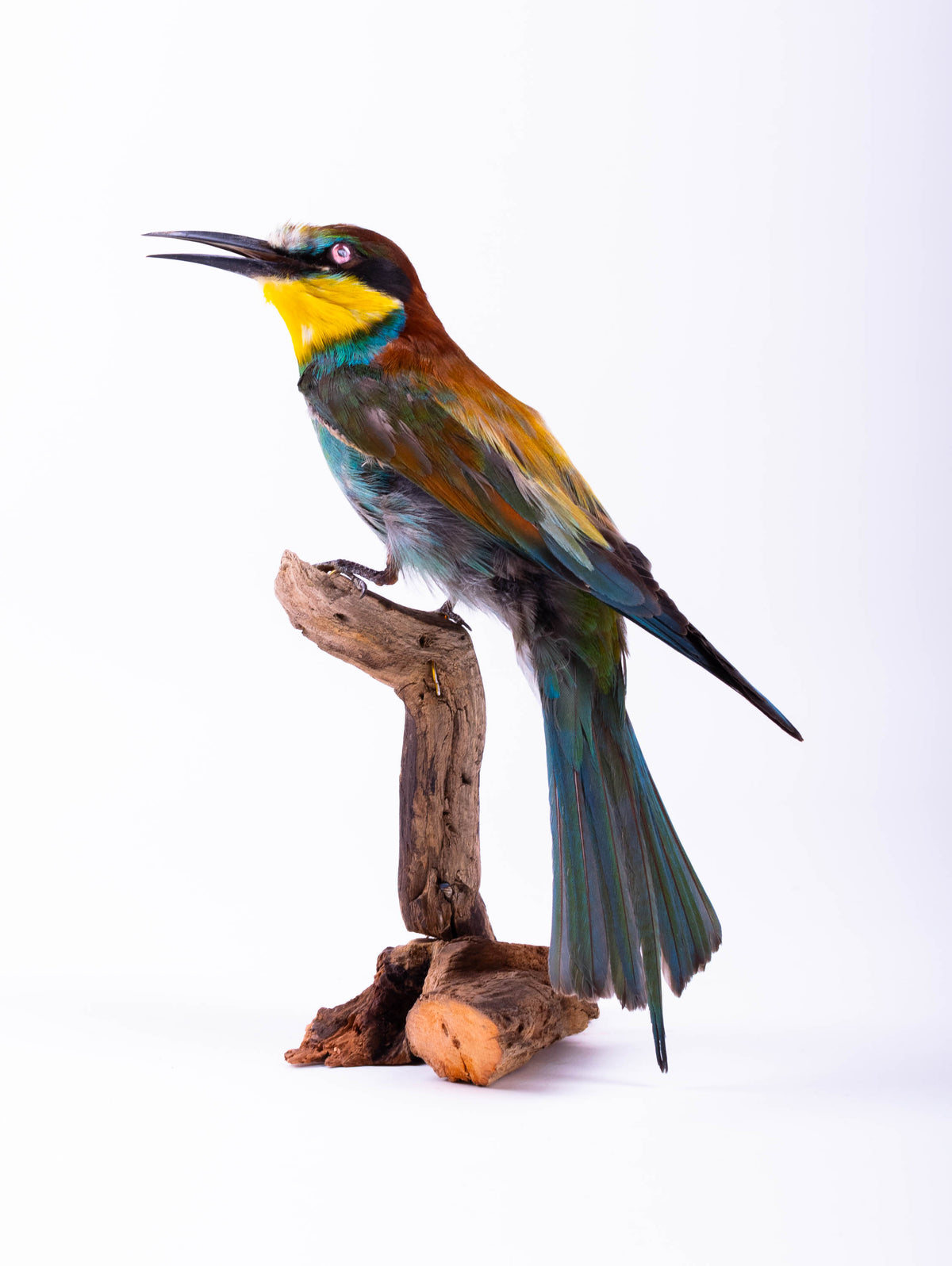Bee-eater Taxidermy Standing Mount Colorful bird