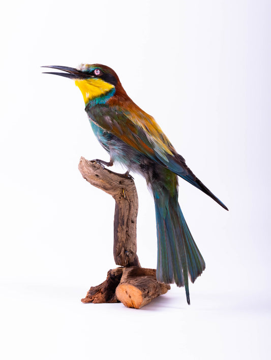 Bee-eater Taxidermy Standing Mount Colorful bird