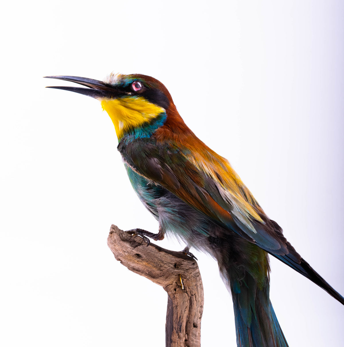 Bee-eater Taxidermy Standing Mount Colorful bird