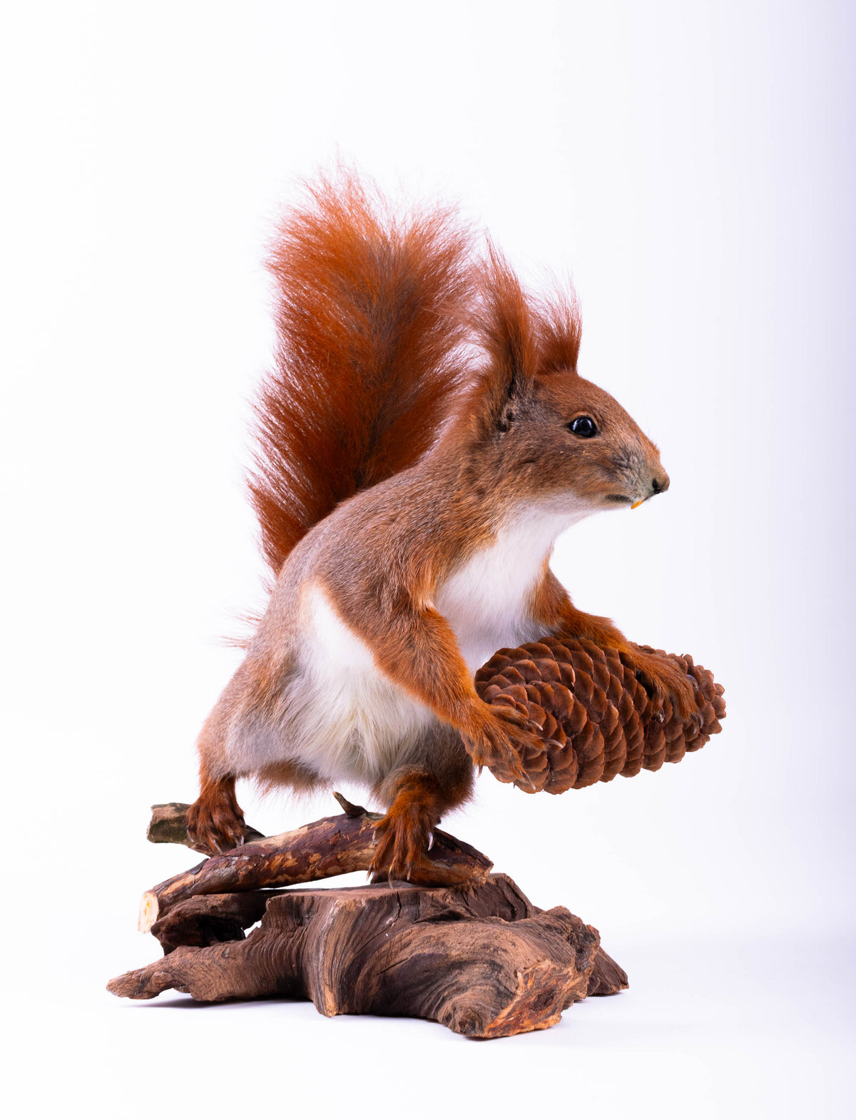 Squirrel Taxidermy Standing Mount