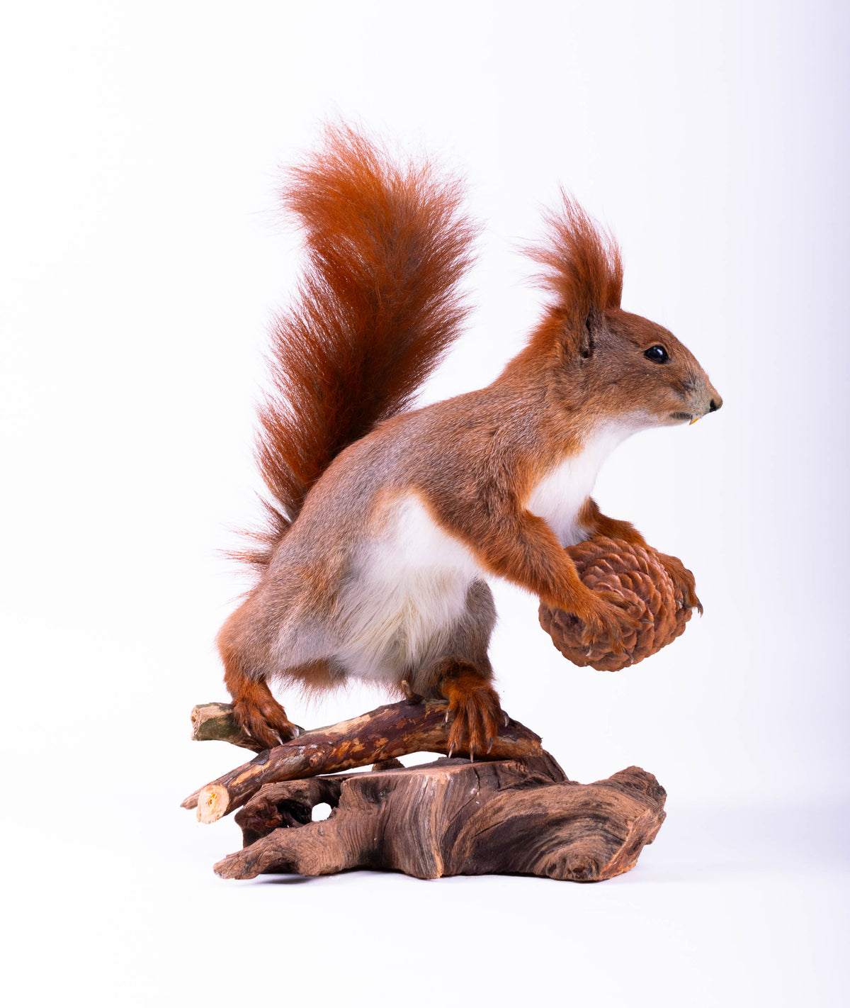 Squirrel Taxidermy Standing Mount