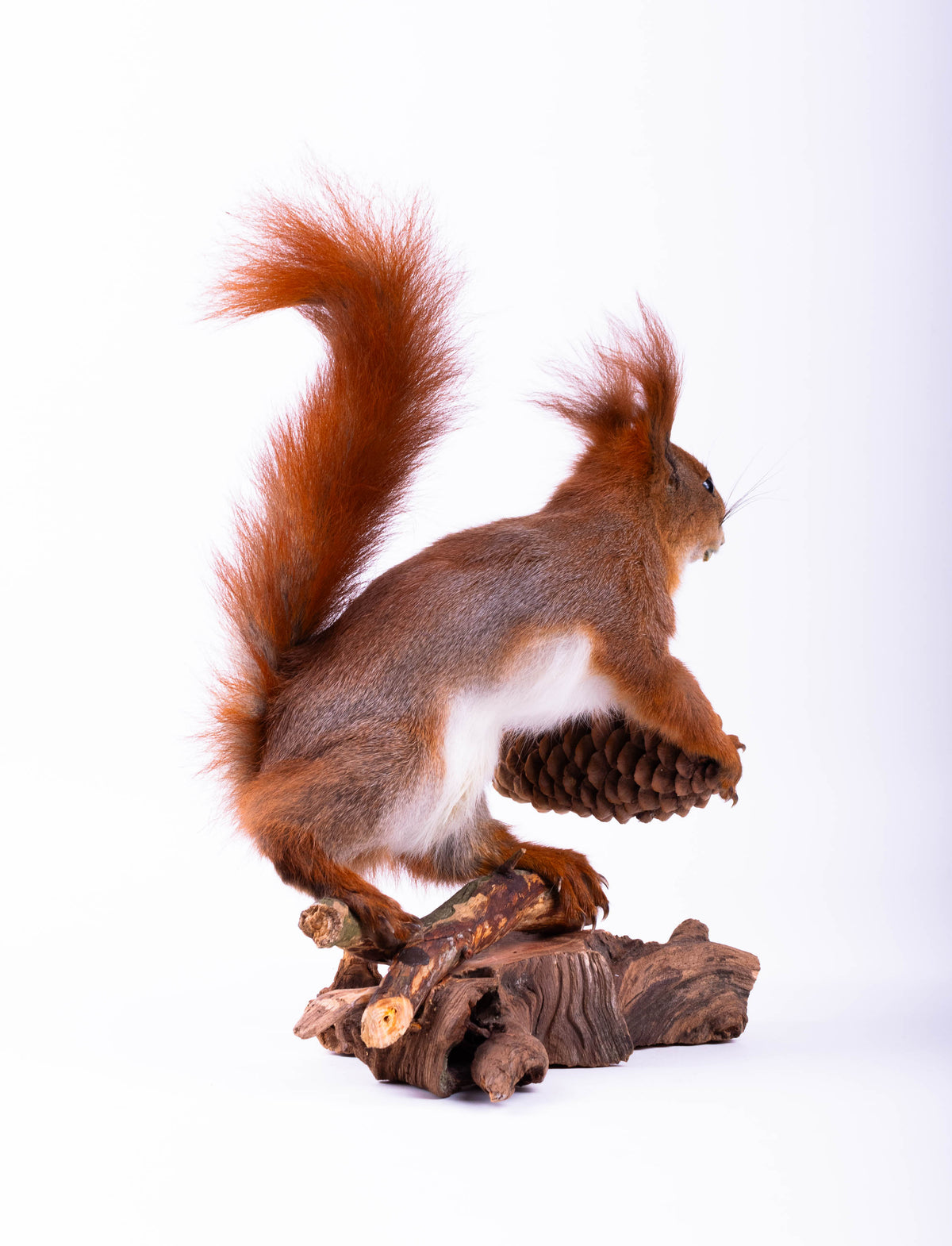 Squirrel Taxidermy Standing Mount