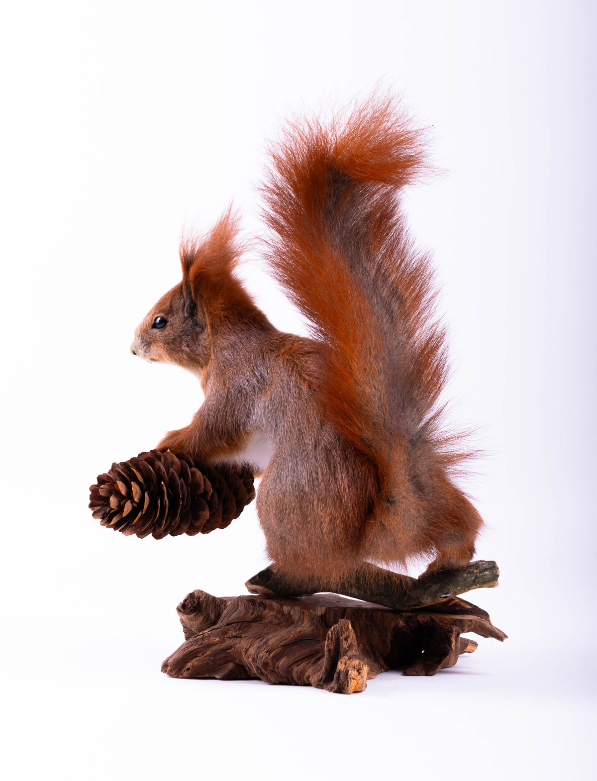 Squirrel Taxidermy Standing Mount