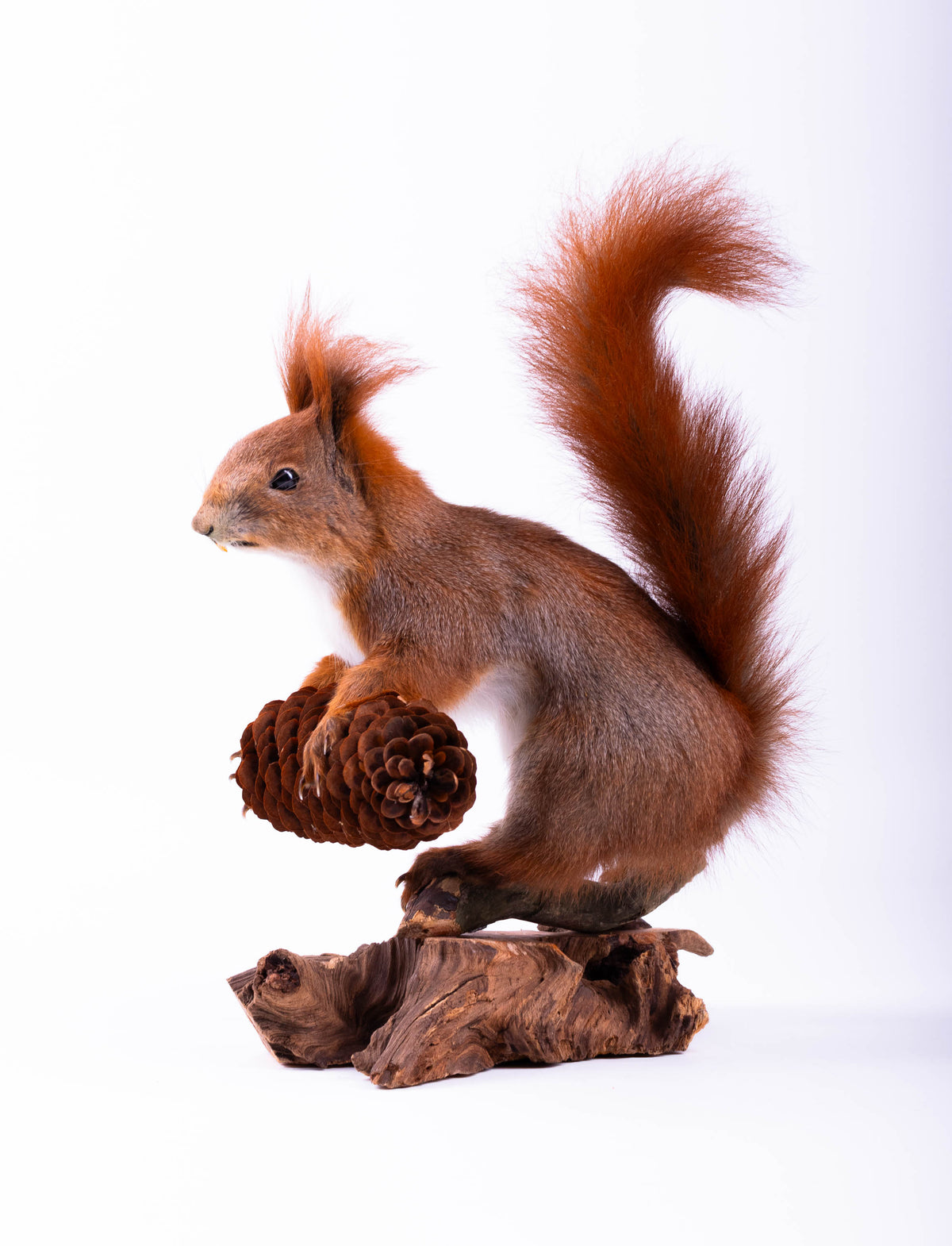 Squirrel Taxidermy Standing Mount