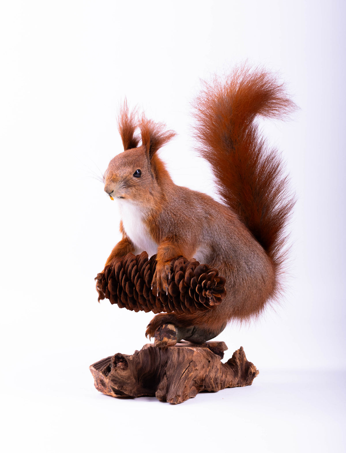 Squirrel Taxidermy Standing Mount