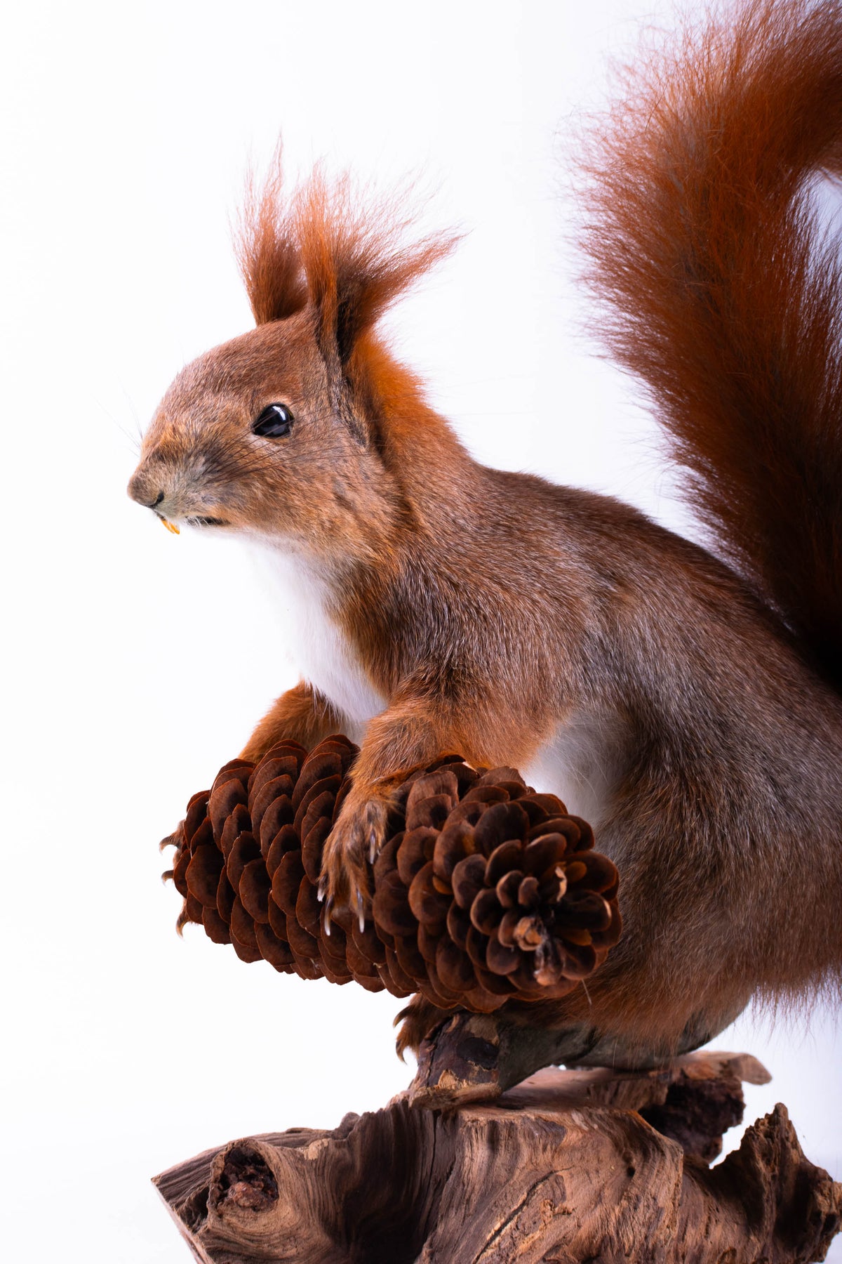 Squirrel Taxidermy Standing Mount
