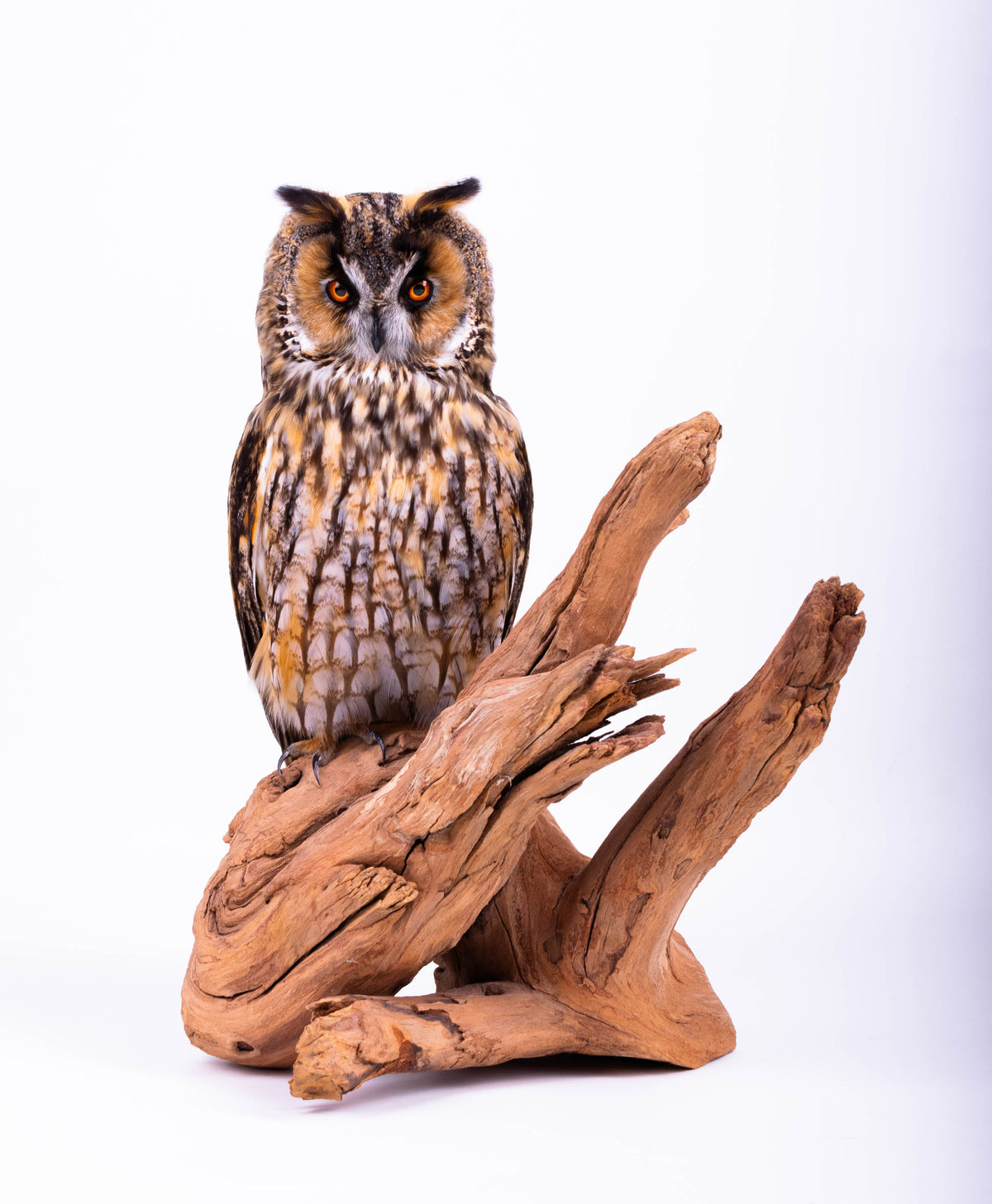 Taxidermy Owl Standing Mount