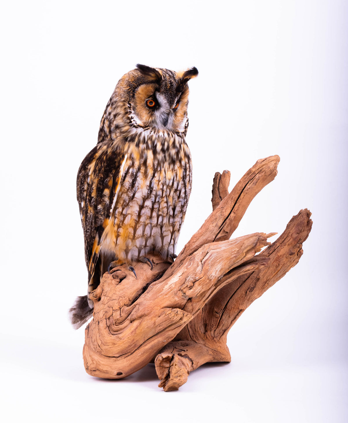 Taxidermy Owl Standing Mount
