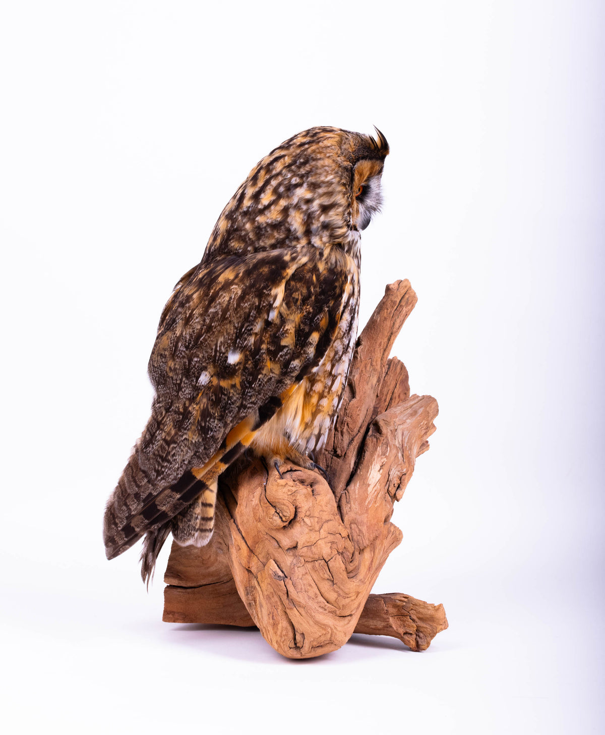 Taxidermy Owl Standing Mount