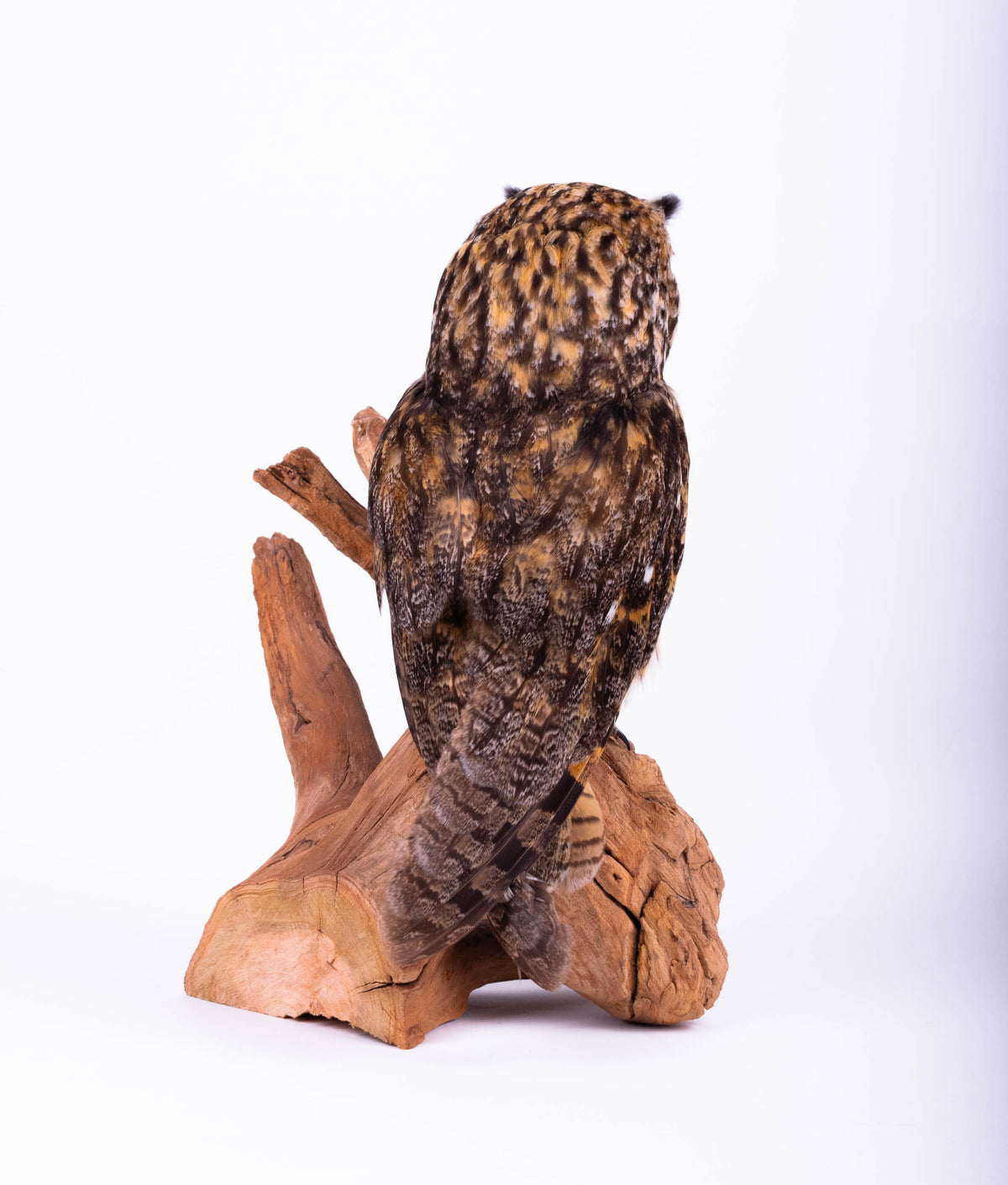 Taxidermy Owl Standing Mount