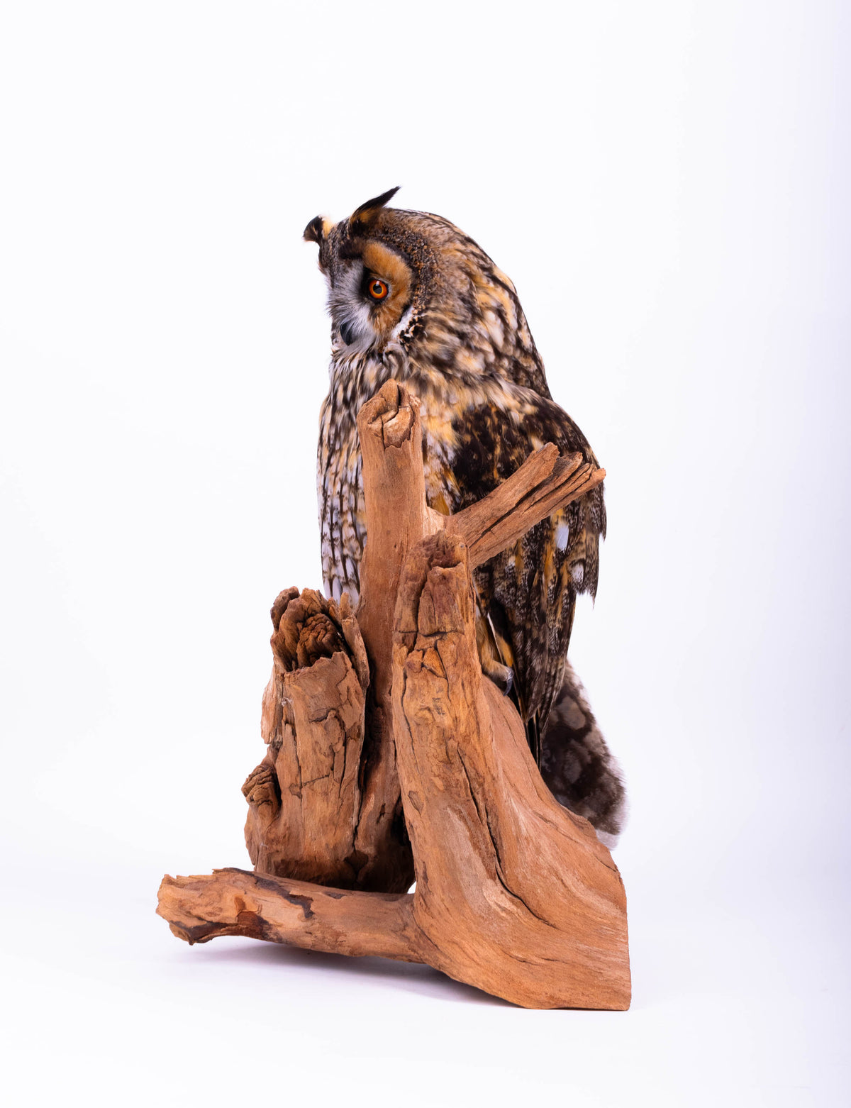 Taxidermy Owl Standing Mount