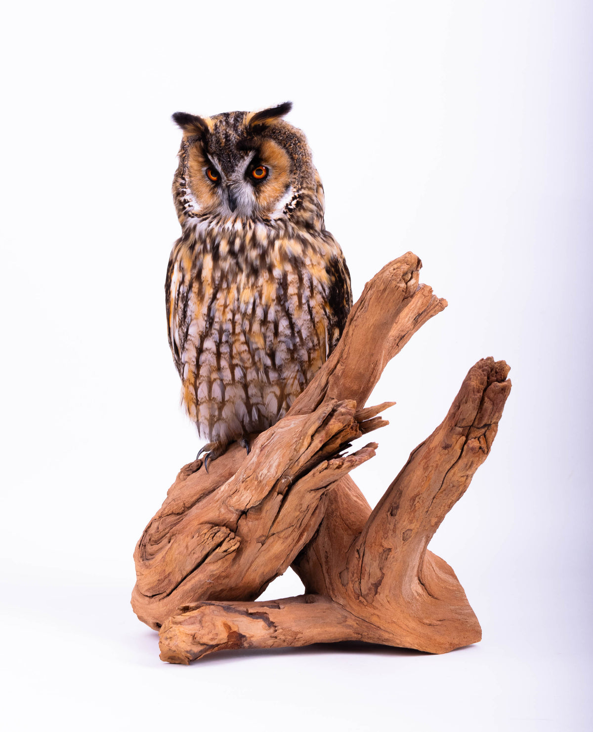 Taxidermy Owl Standing Mount