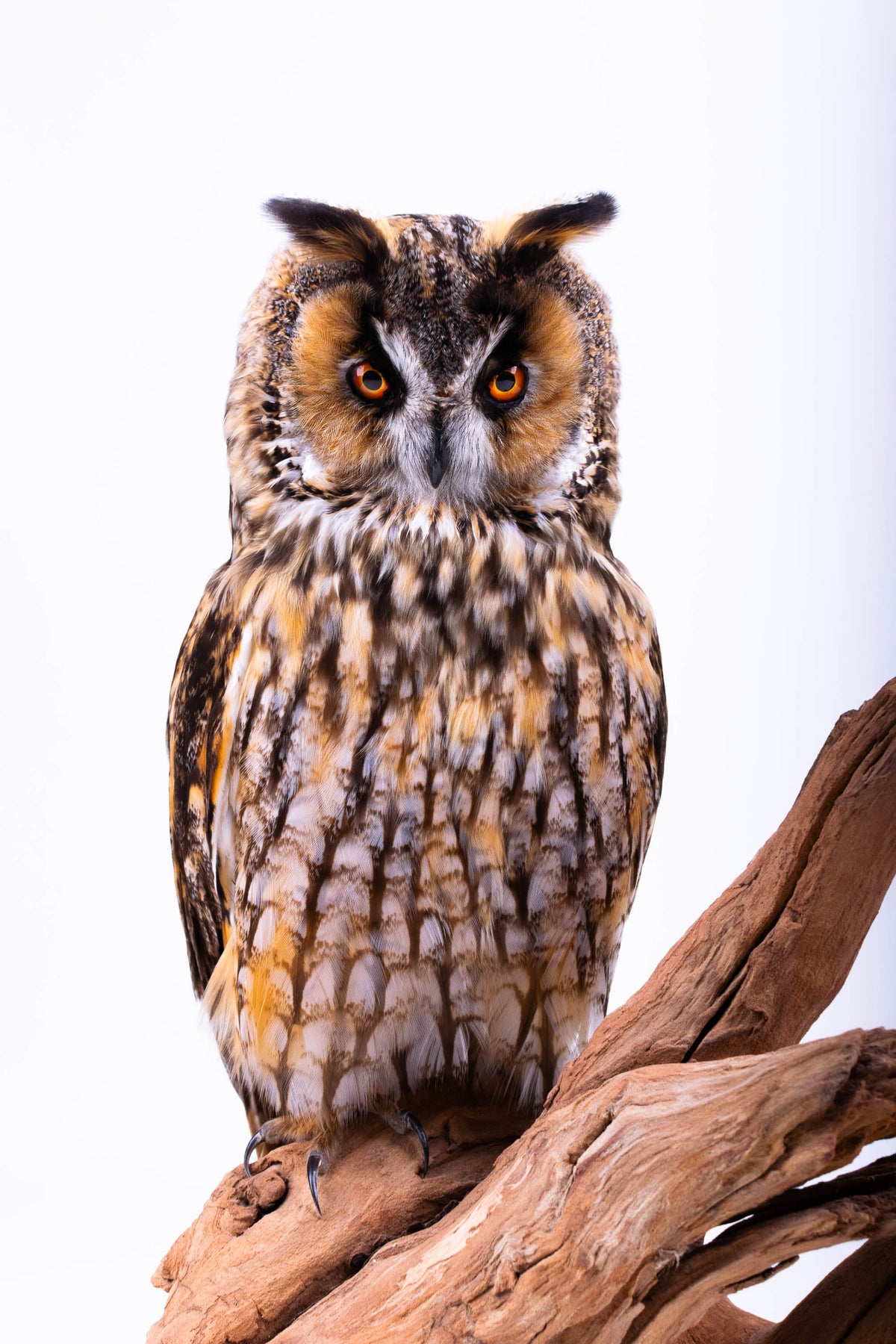 Taxidermy Owl Standing Mount