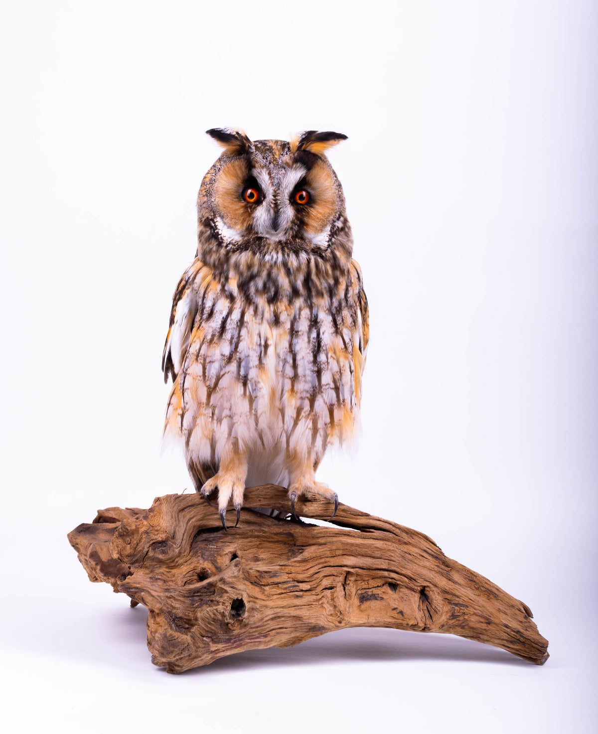 Taxidermy Owl Standing Mount