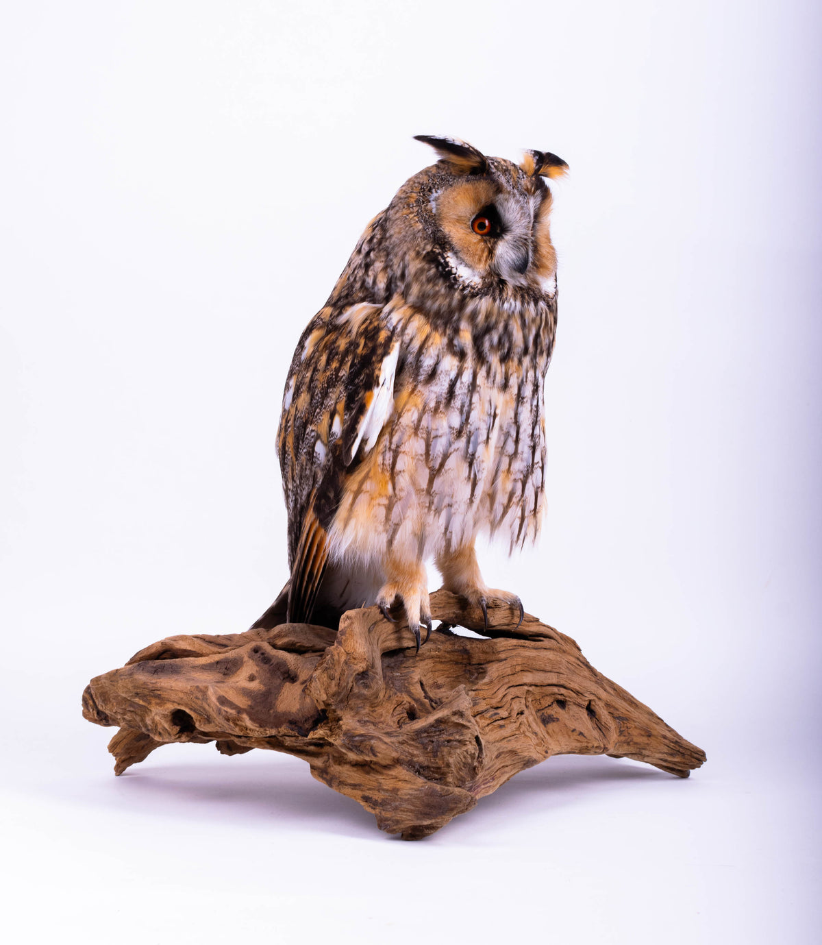 Taxidermy Owl Standing Mount