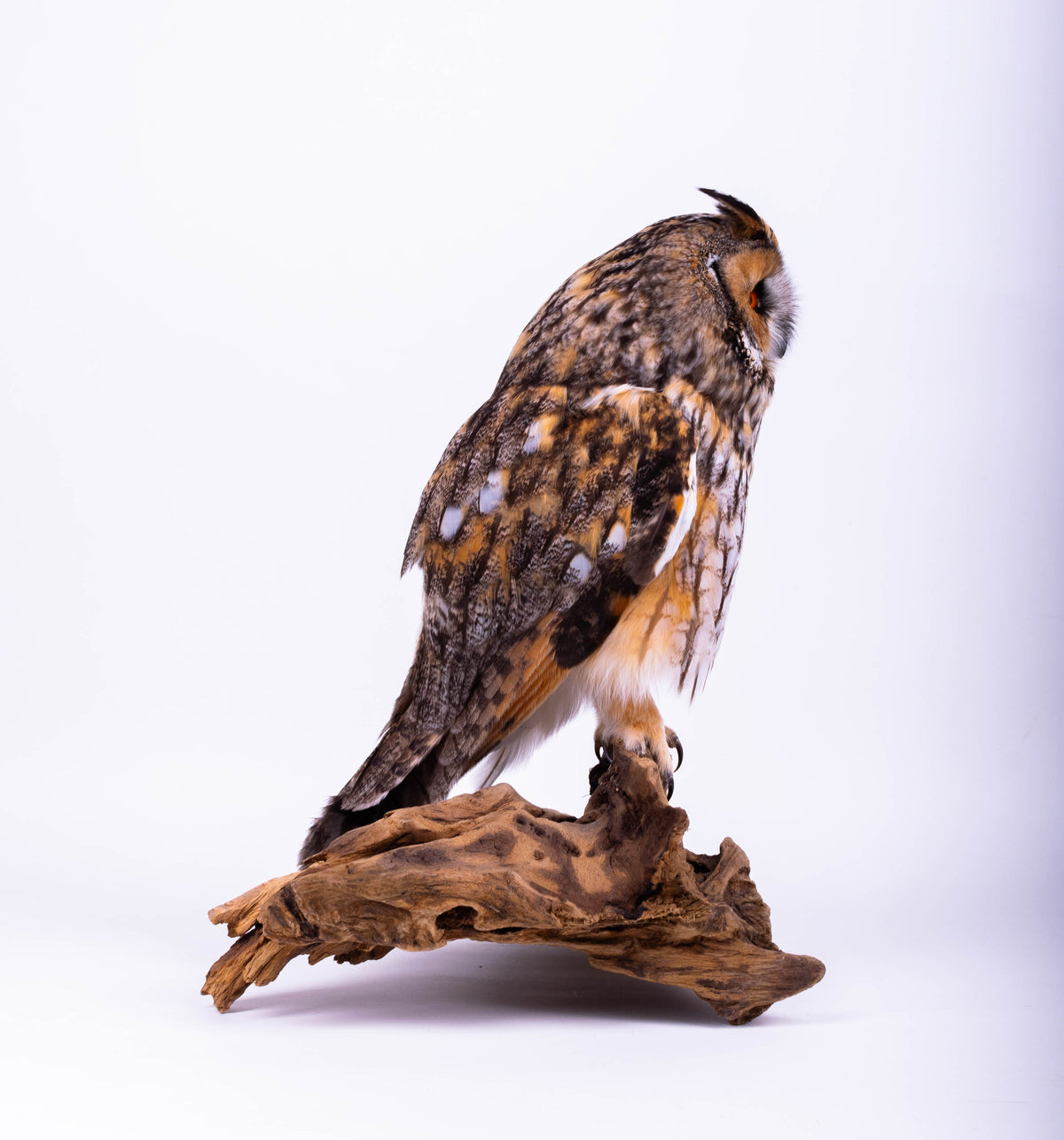 Taxidermy Owl Standing Mount