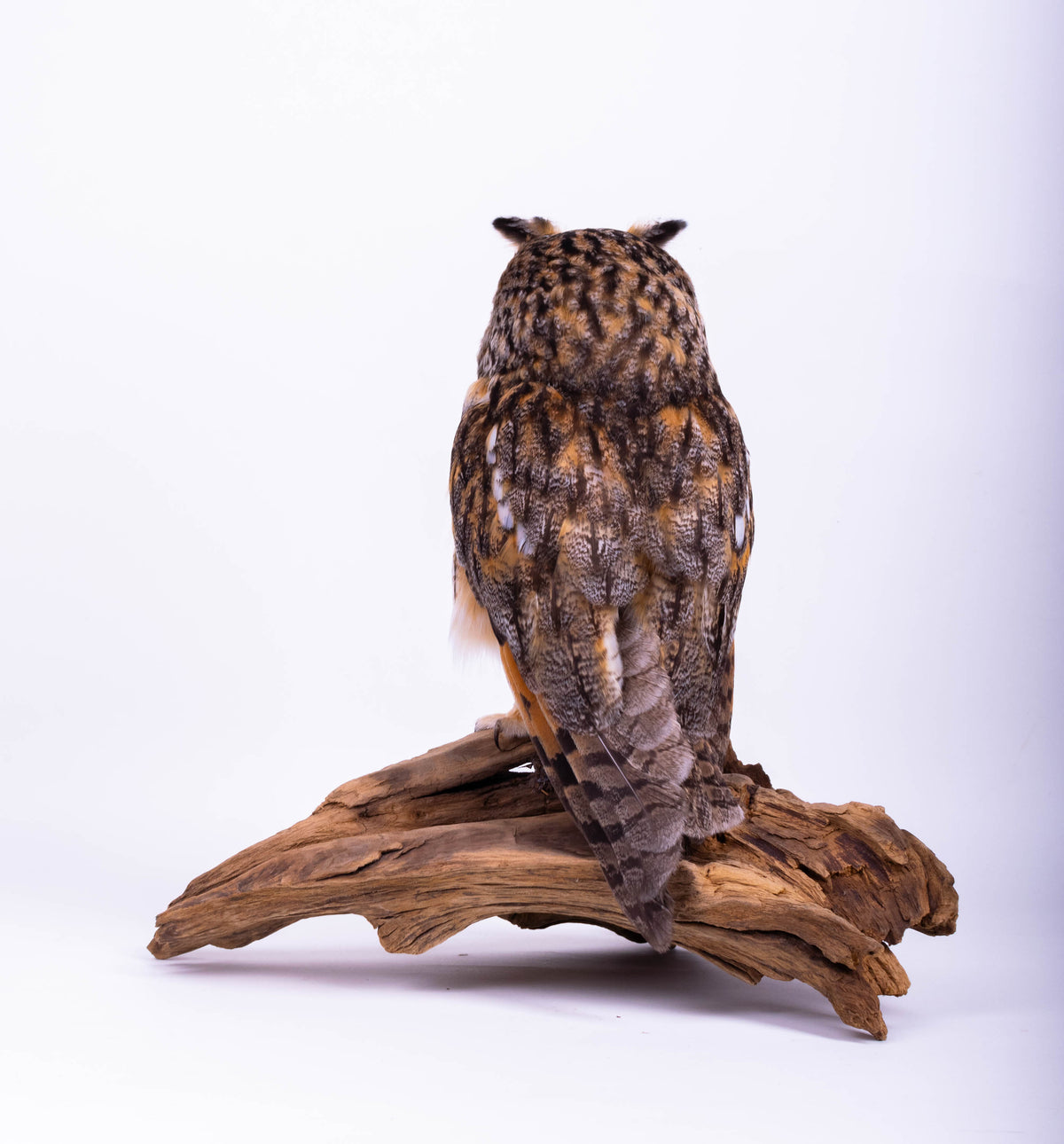 Taxidermy Owl Standing Mount