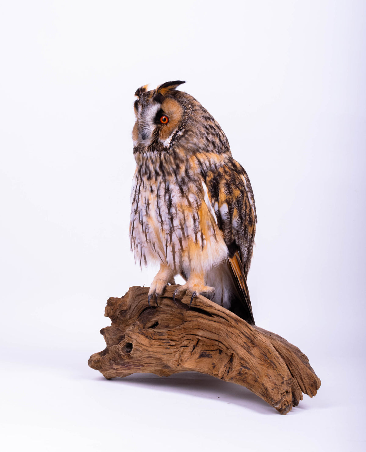 Taxidermy Owl Standing Mount