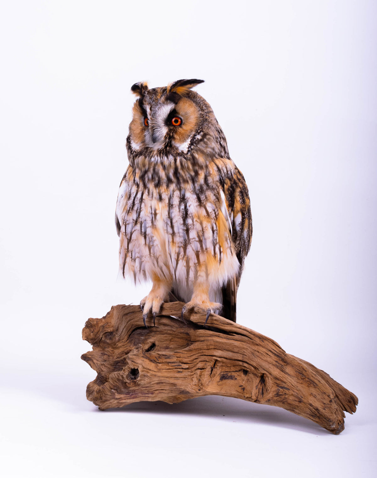 Taxidermy Owl Standing Mount