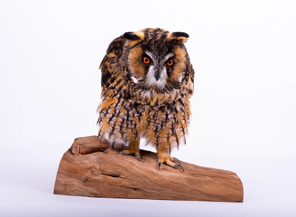 Taxidermy Owl Standing Mount