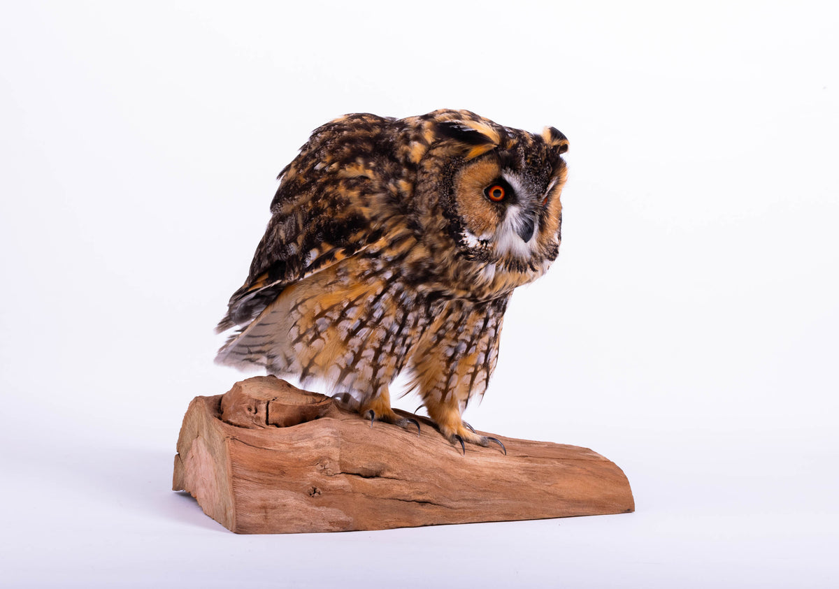 Taxidermy Owl Standing Mount