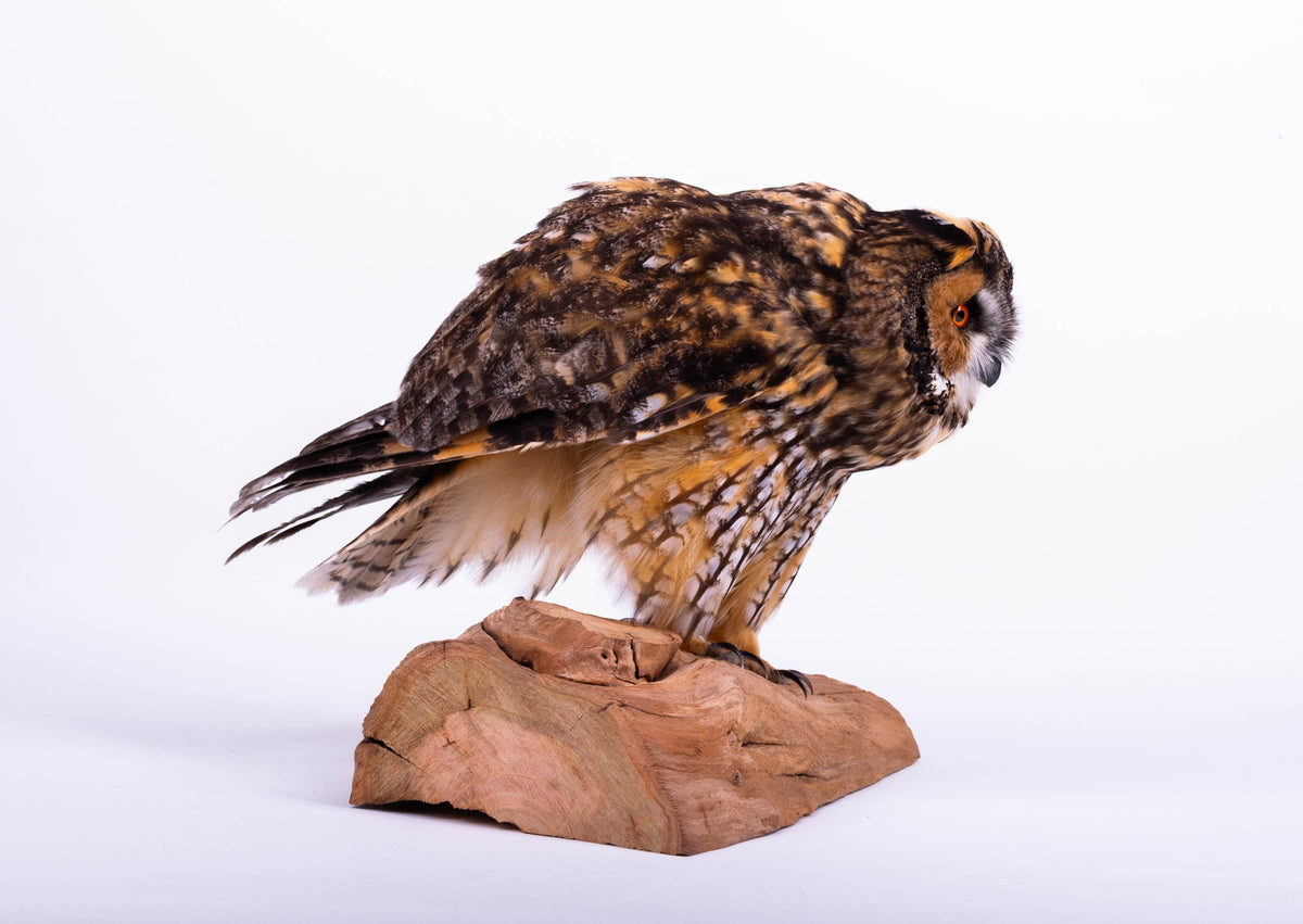 Taxidermy Owl Standing Mount