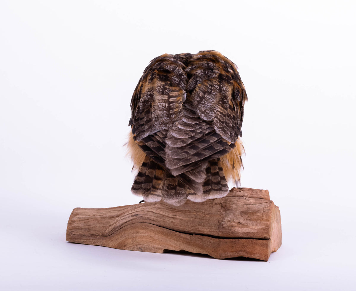 Taxidermy Owl Standing Mount