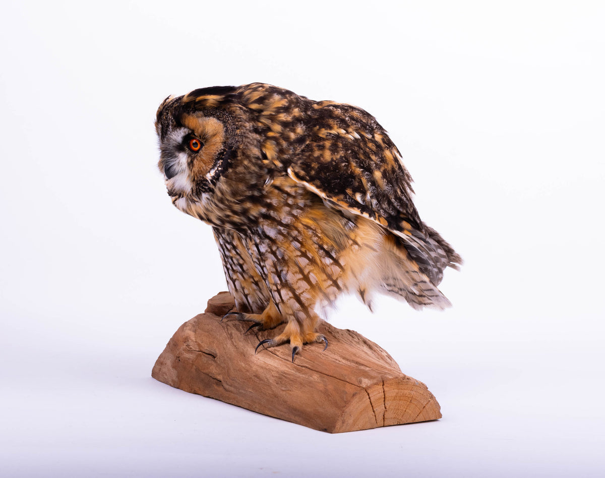 Taxidermy Owl Standing Mount