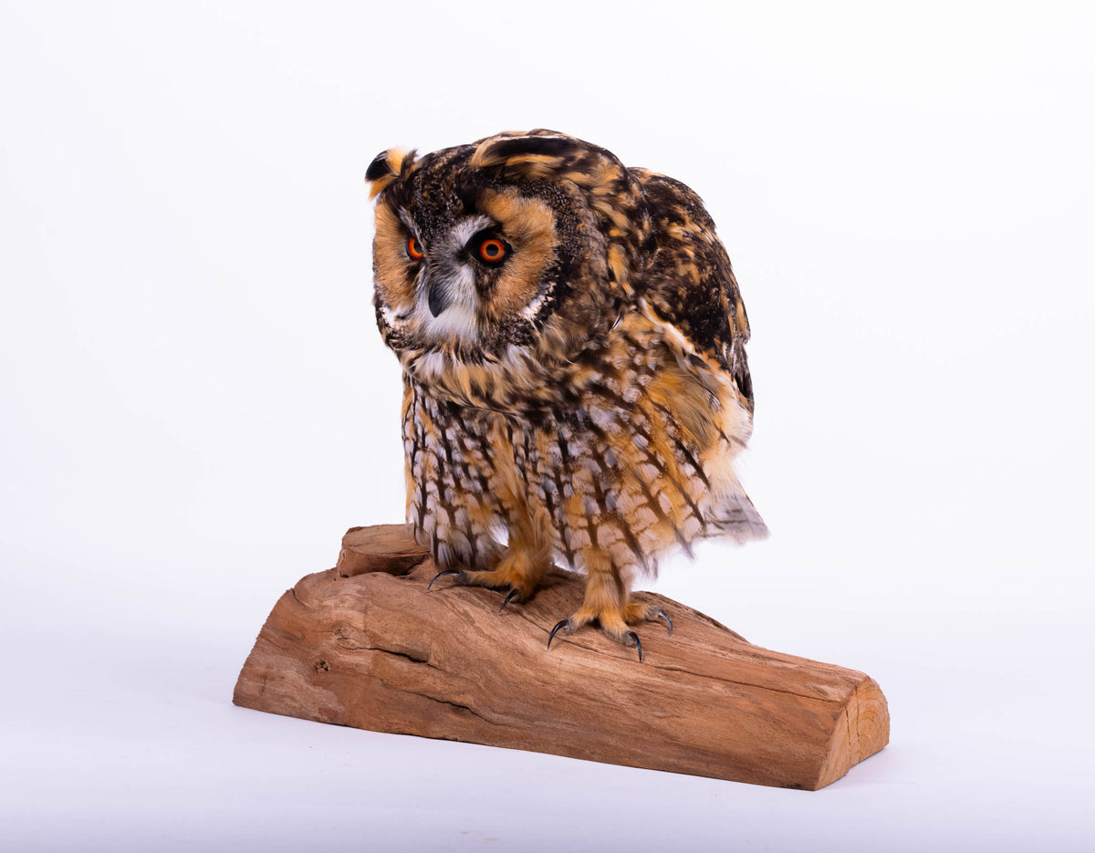 Taxidermy Owl Standing Mount