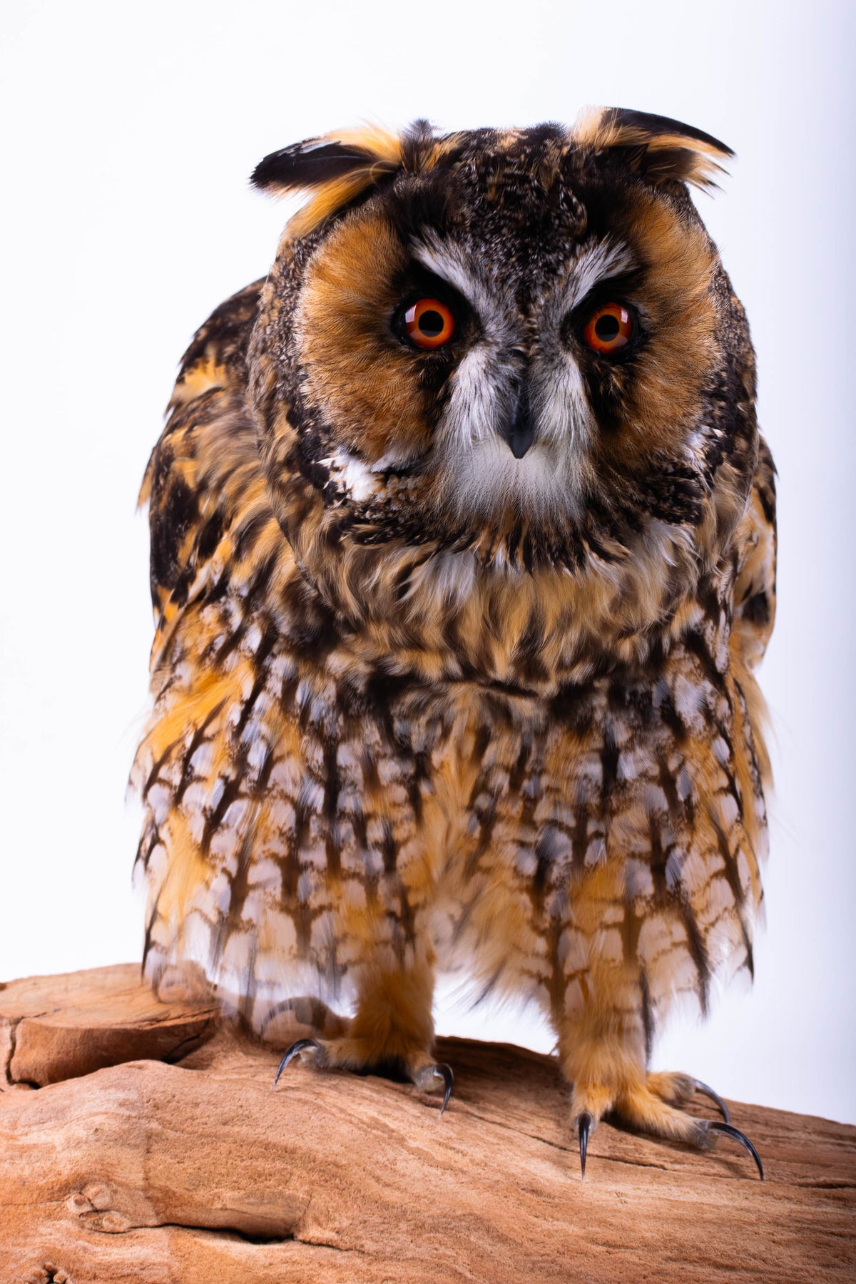 Taxidermy Owl Standing Mount