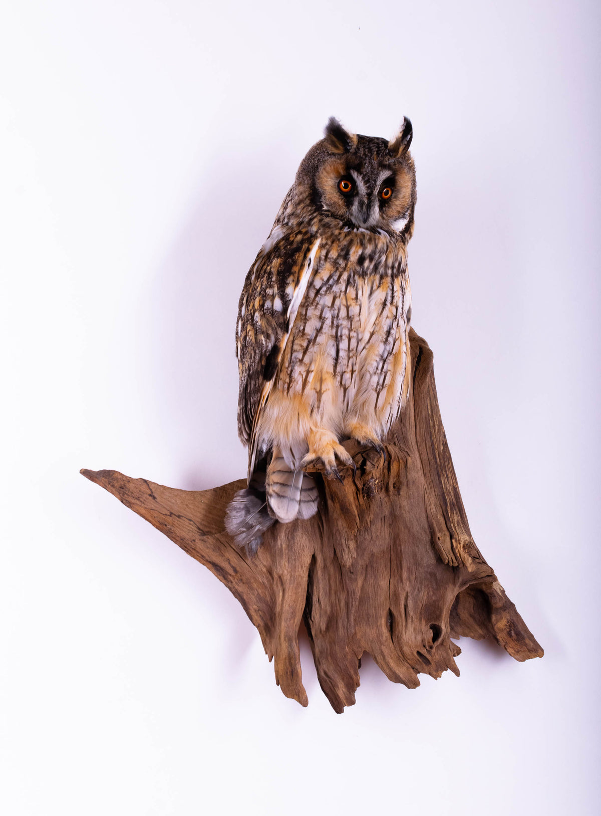 Taxidermy Owl Wall Mount