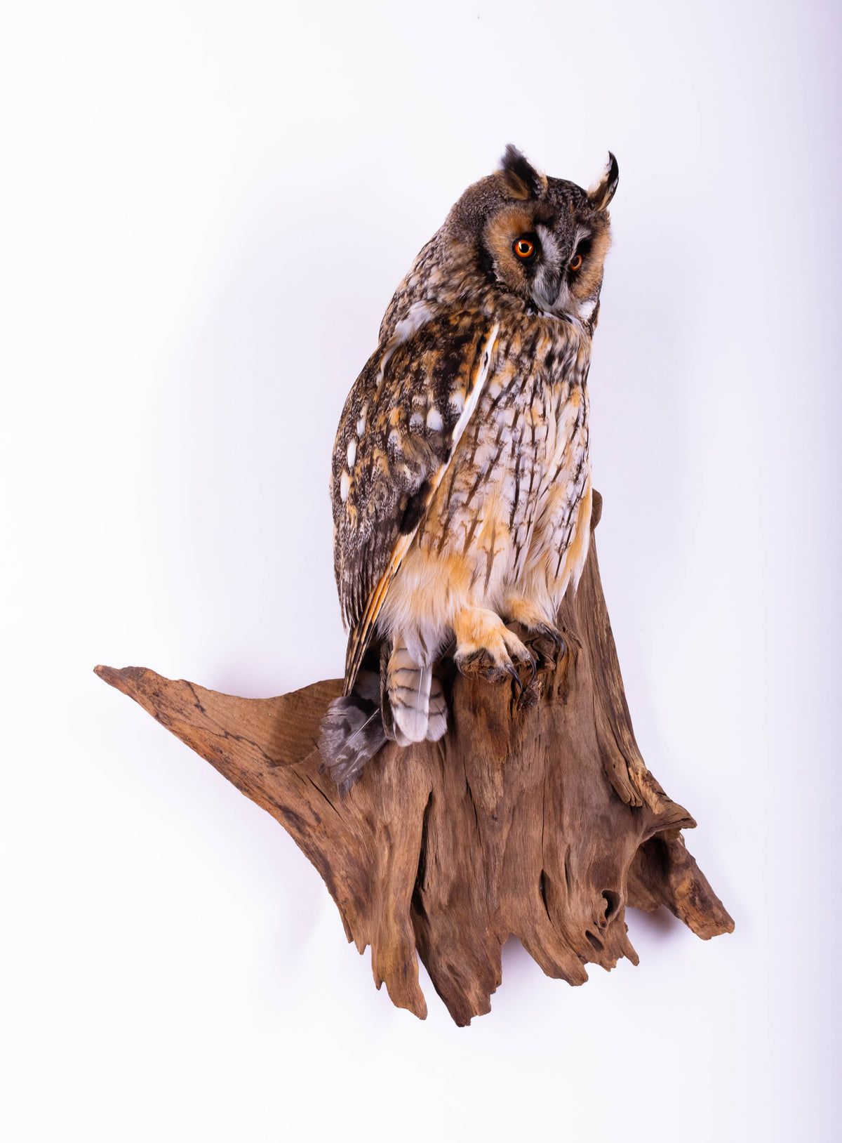 Taxidermy Owl Wall Mount