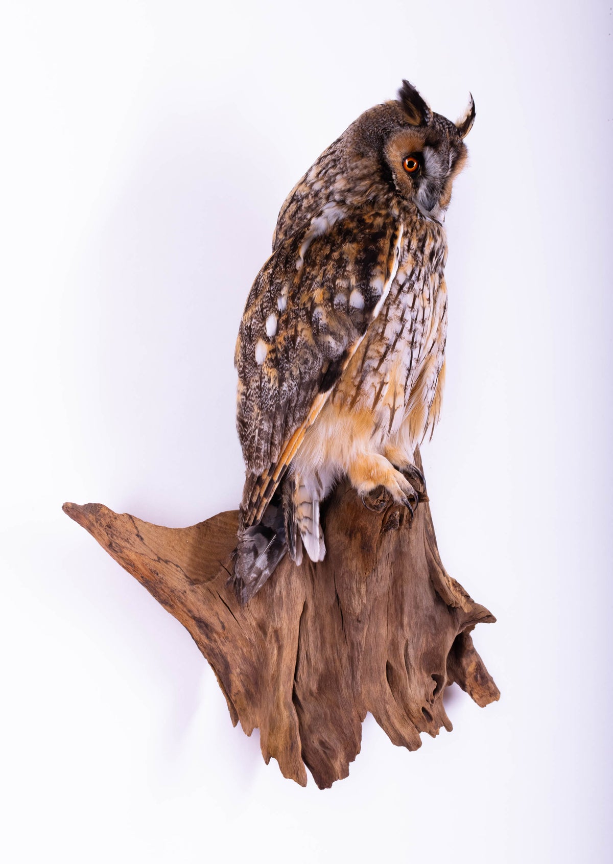Taxidermy Owl Wall Mount