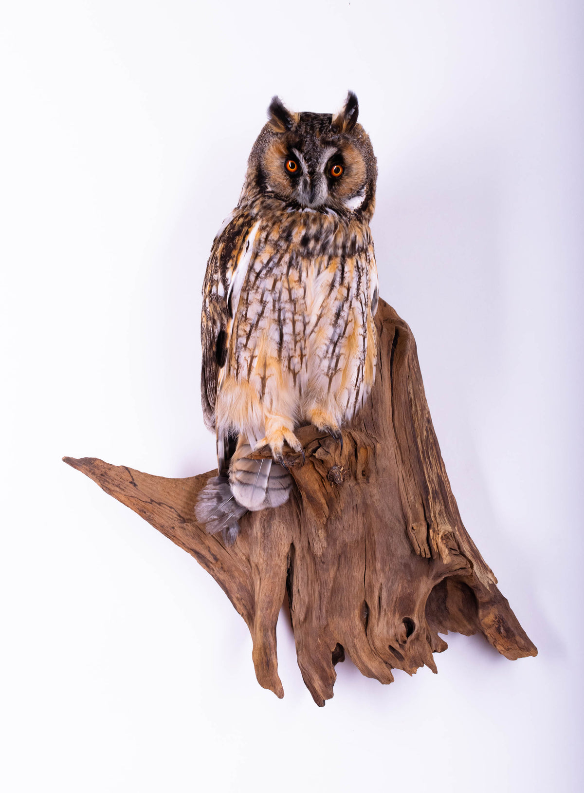 Taxidermy Owl Wall Mount